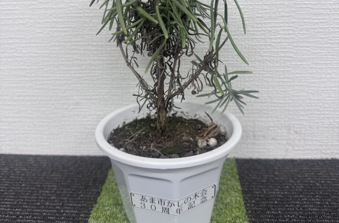 クリーン コミュニケーション